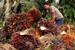 Kementan Klaim Peningkatan Ekspor ke Asia dan Eropa Bikin Neraca Perdagangan Membaik